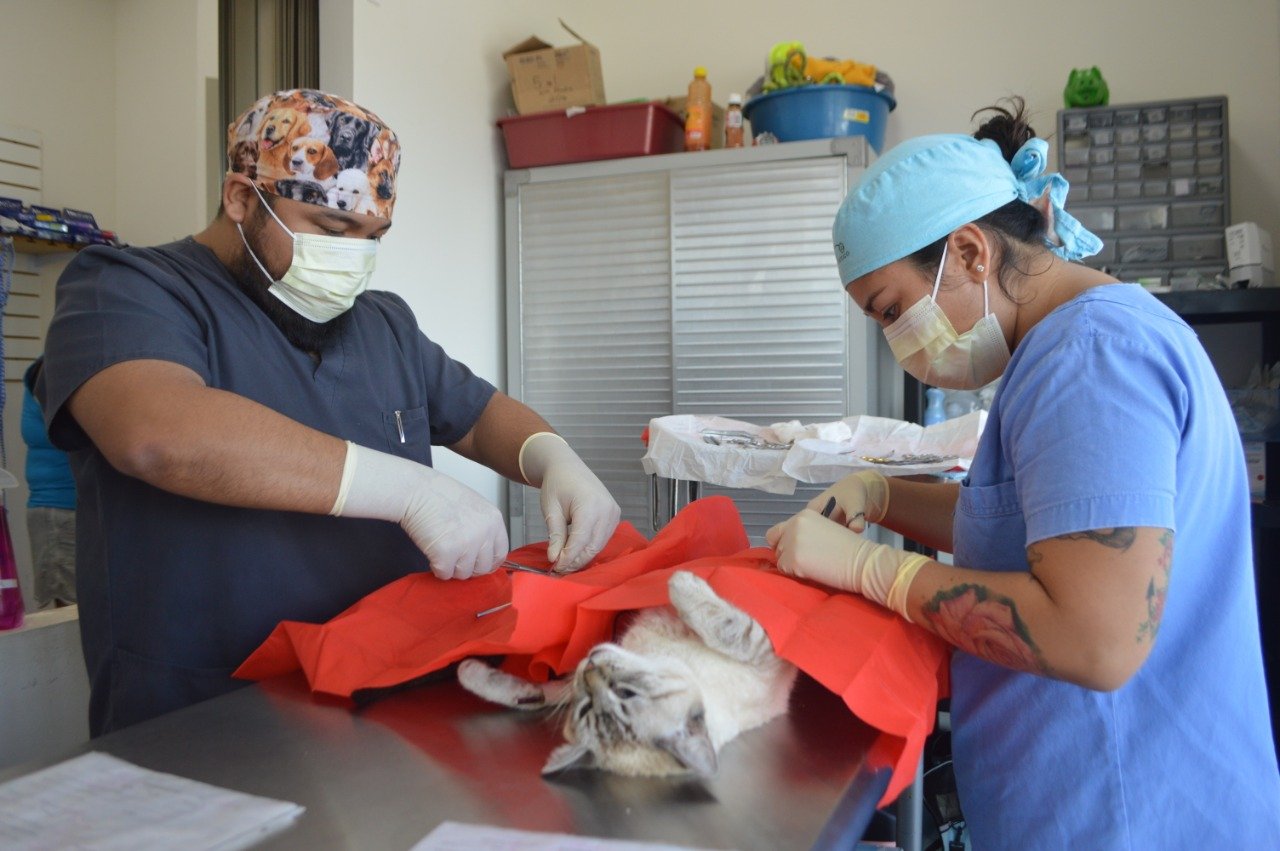 Campaña de esterilización continúa permanente los jueves en Isla Mujeres |  Cancun Mio